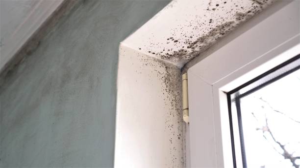 Office Mold Removal Services in Mountain Home, NC