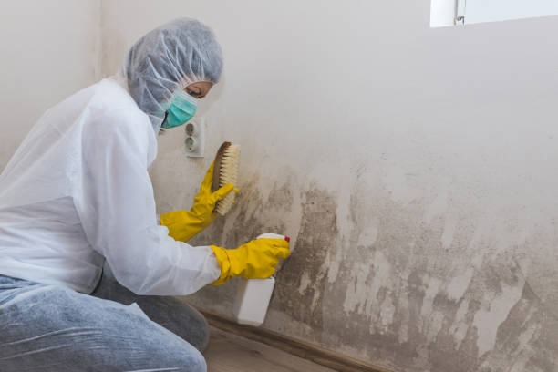 Trusted Mountain Home, NC Mold Removal Experts